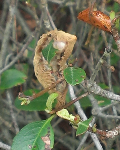 Photo of Puss Caterpillar by Wrightsville Beach Landscaping