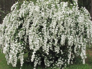 Spring Plant: Bridal-Wreath