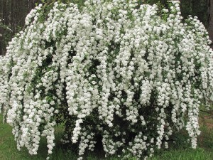Spring Plant: Bridal-Wreath