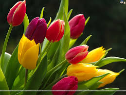Spring Plants: Tulips